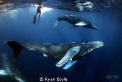 Beautiful encounter with gentle giants. by Ryan Boyle 
